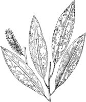 PLF207D.TIF