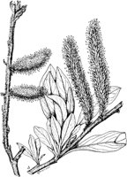PLF207C.TIF
