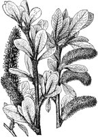 PLF207B.TIF