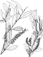PLF207A.TIF