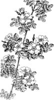 PLF206C.TIF