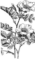 PLF206B.TIF