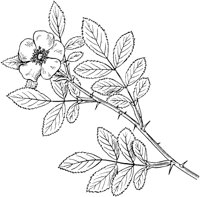 PLF206A.TIF
