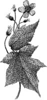 PLF205E.TIF