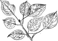 PLF205D.TIF