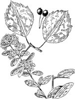 PLF205C.TIF
