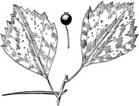 PLF205B.TIF