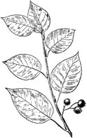 PLF205A.TIF
