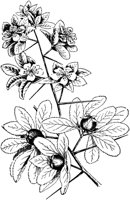 PLF204D.TIF
