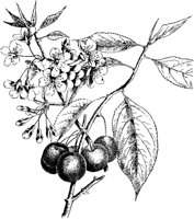 PLF204C.TIF