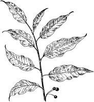 PLF204B.TIF
