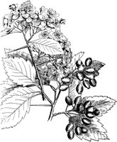 PLF204A.TIF