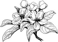 PLF203G.TIF