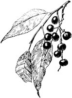 PLF203E.TIF