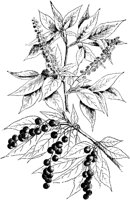 PLF203C.TIF