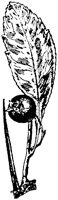 PLF203B.TIF