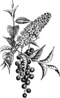PLF203A.TIF