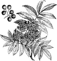 PLF202G.TIF
