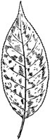 PLF202F.TIF