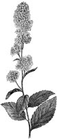 PLF202E.TIF