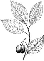 PLF202D.TIF