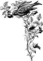 PLF202C.TIF