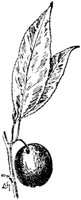 PLF202B.TIF