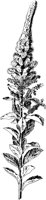 PLF202A.TIF