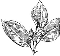 PLF199F.TIF