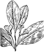 PLF199E.TIF