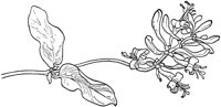 PLF199D.TIF