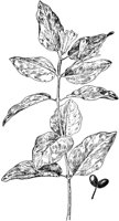 PLF199C.TIF