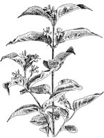 PLF199A.TIF