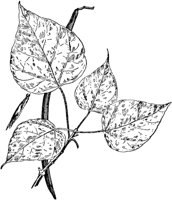 PLF198G.TIF