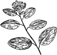 PLF198F.TIF