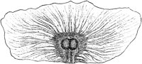 PLF198E.TIF