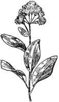 PLF198D.TIF