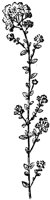 PLF198C.TIF