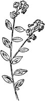 PLF198B.TIF