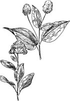 PLF198A.TIF