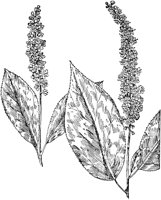 PLF197D.TIF