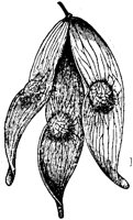 PLF197C.TIF