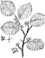 PLF197B.TIF