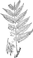 PLF197A.TIF