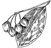 PLF196J.TIF