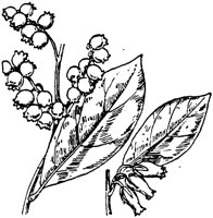 PLF196I.TIF