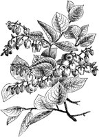 PLF196G.TIF