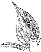 PLF196F.TIF