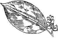 PLF196E.TIF