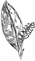 PLF196C.TIF